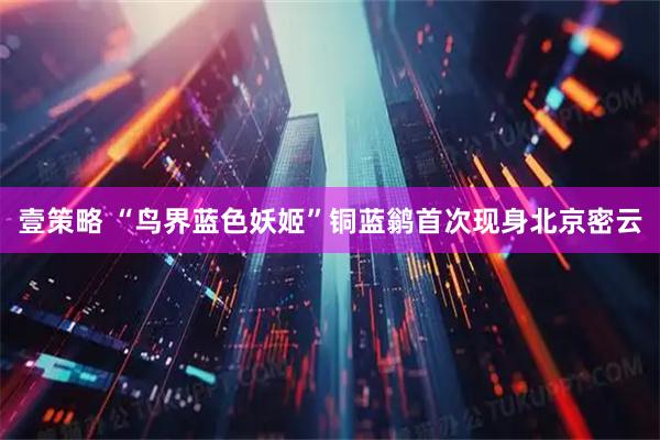 壹策略 “鸟界蓝色妖姬”铜蓝鹟首次现身北京密云